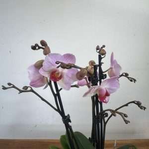 Phalaenopsis - V.12