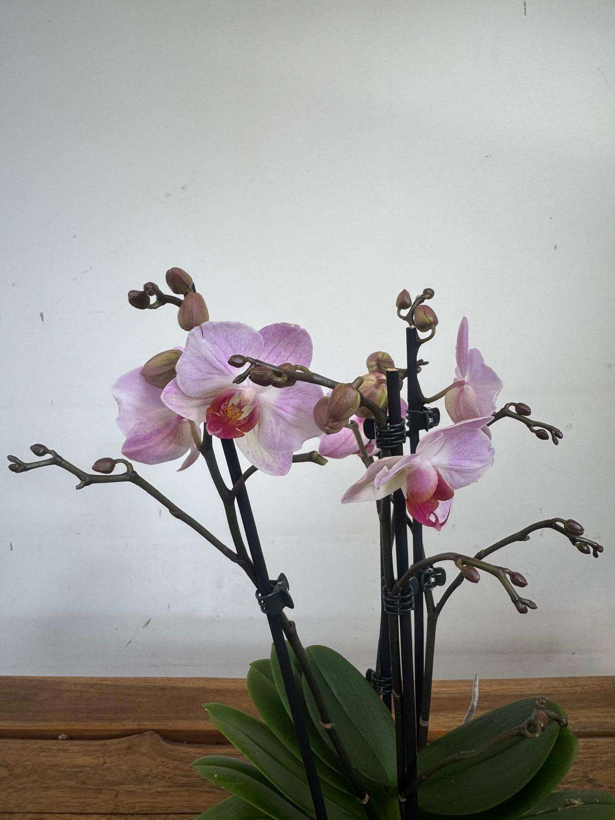 Phalaenopsis - V.12