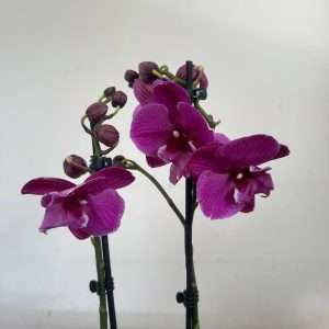 Phalaenopsis - V.12