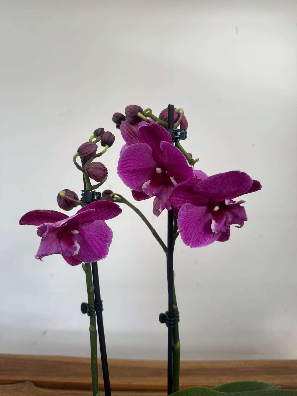Phalaenopsis - V.12