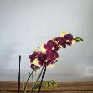 Phalaenopsis - V.12