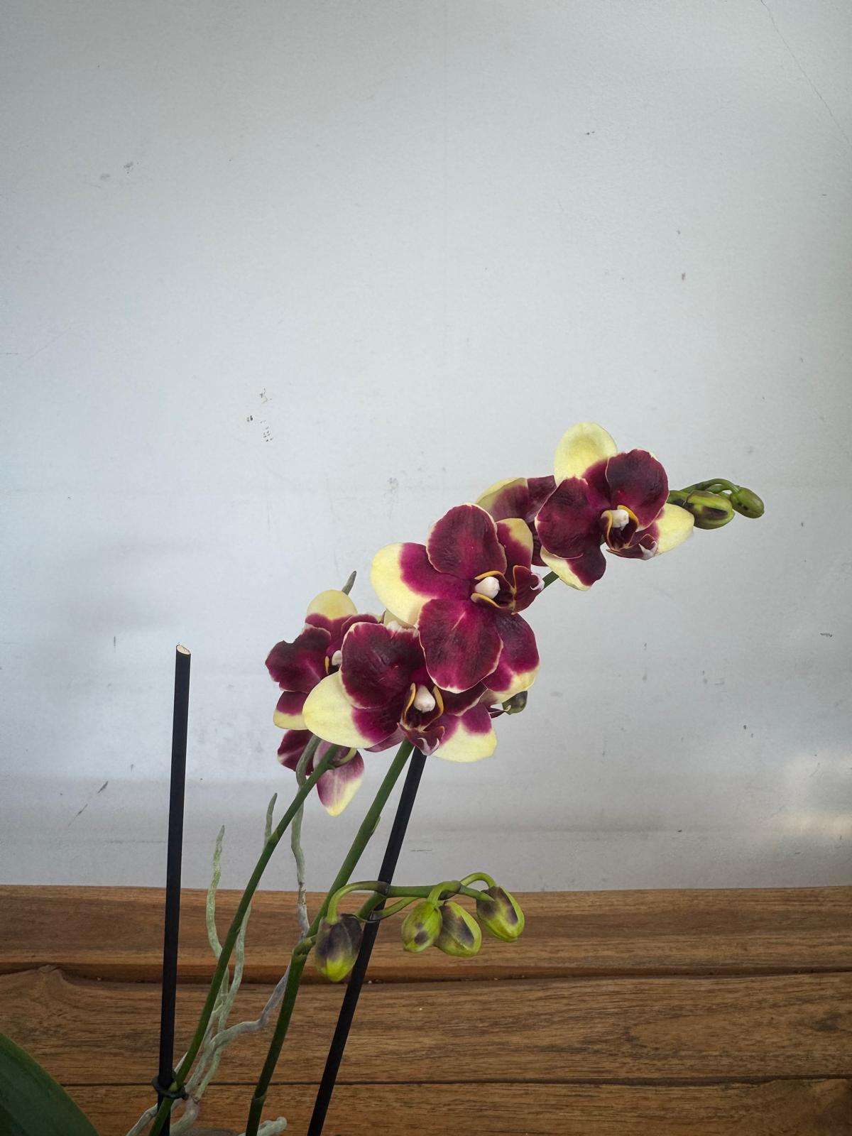 Phalaenopsis - V.12