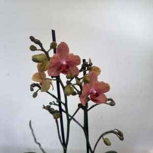 Phalaenopsis - V.12