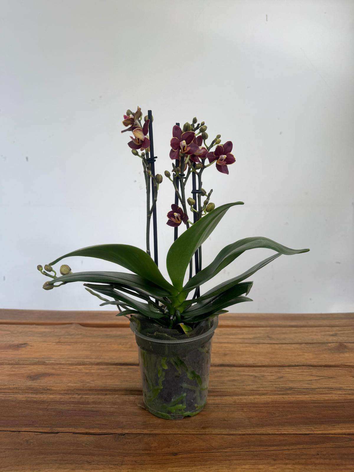 Phalaenopsis - V.12 - Image 2