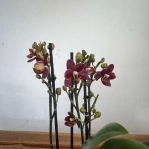 Phalaenopsis - V.12