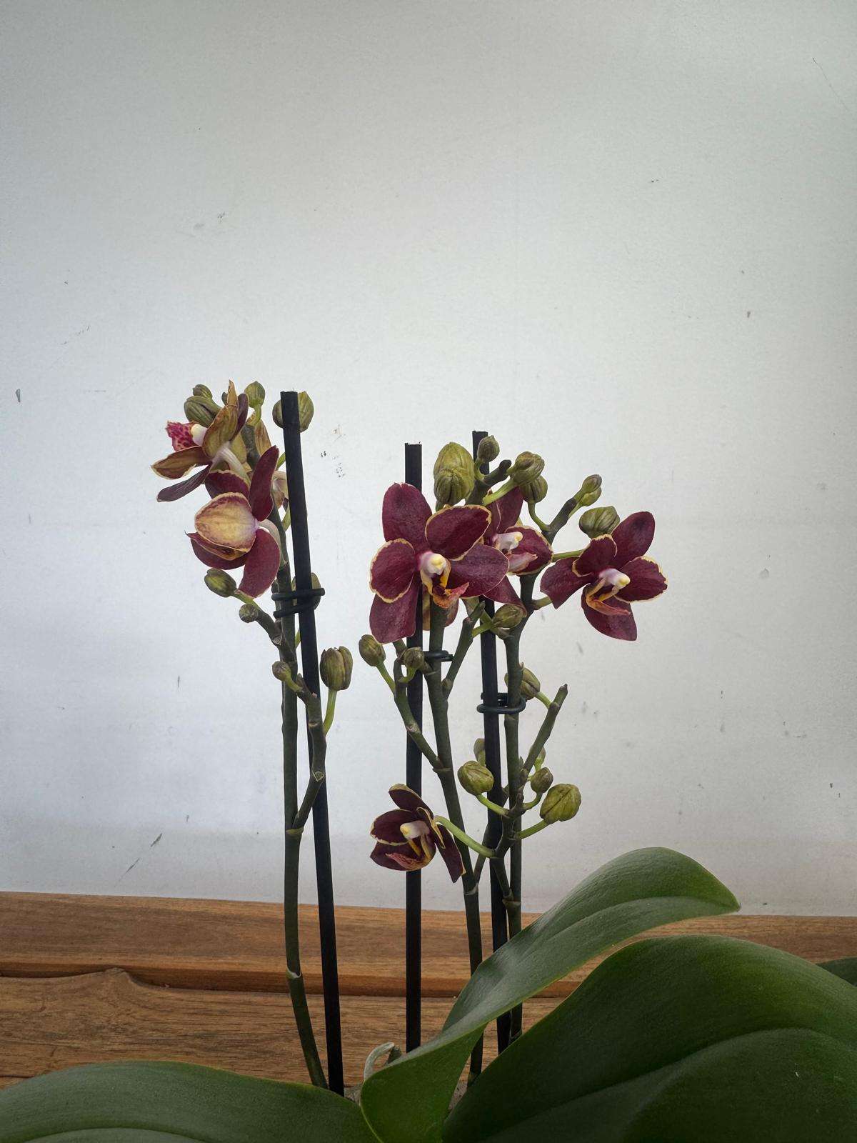 Phalaenopsis - V.12