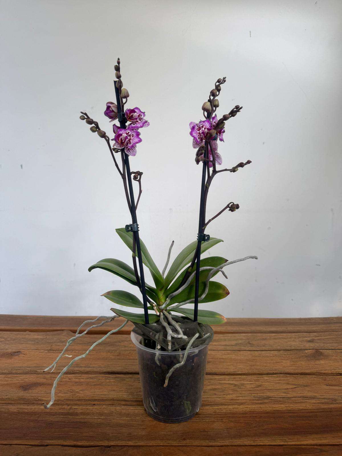 Phalaenopsis - V.12 - Image 2