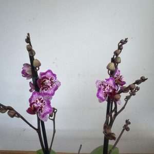 Phalaenopsis - V.12