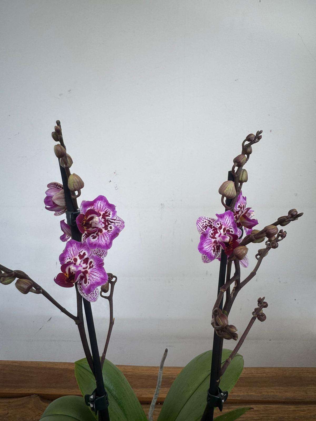 Phalaenopsis - V.12