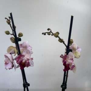 Phalaenopsis - V.12