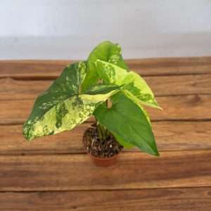 Syngonium Aurea - V.9