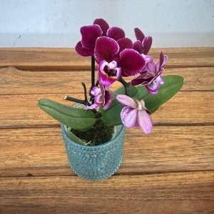 Phalaenopsis Mini C/ Vaso Vidro - V.6