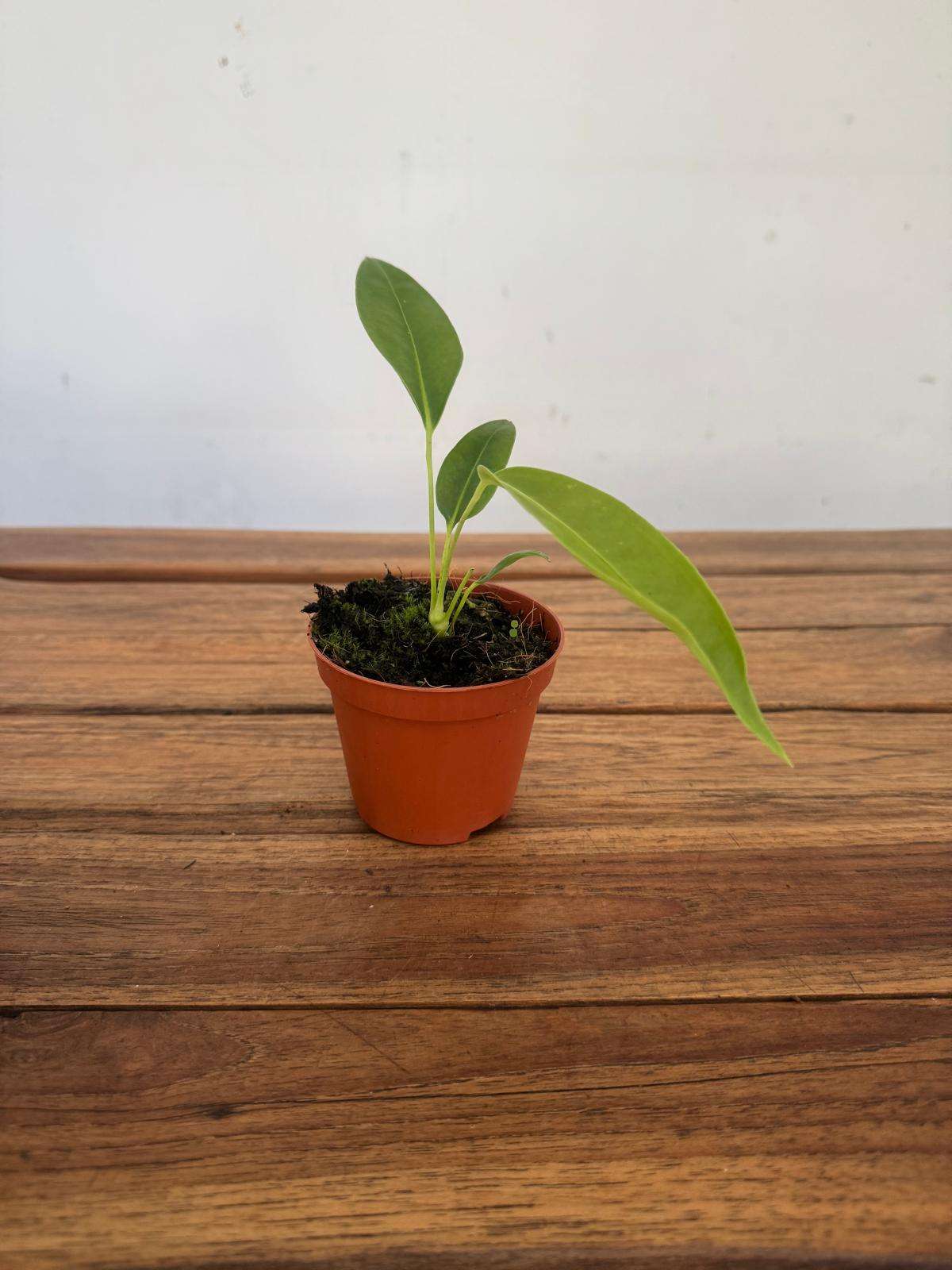 Anthurium Legume - V.8 - Image 2