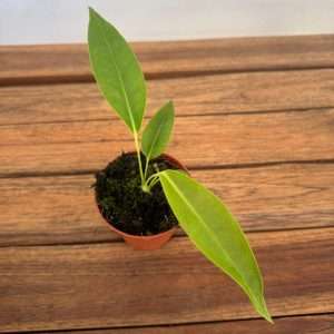 Anthurium Legume - V.8