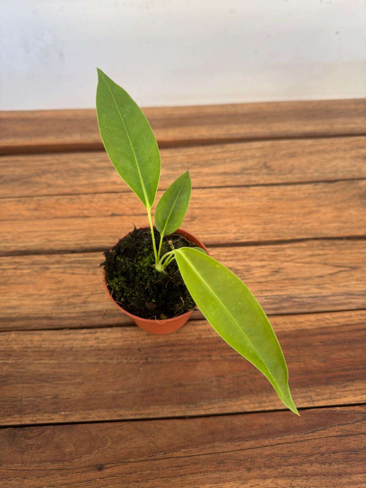 Anthurium Legume - V.8