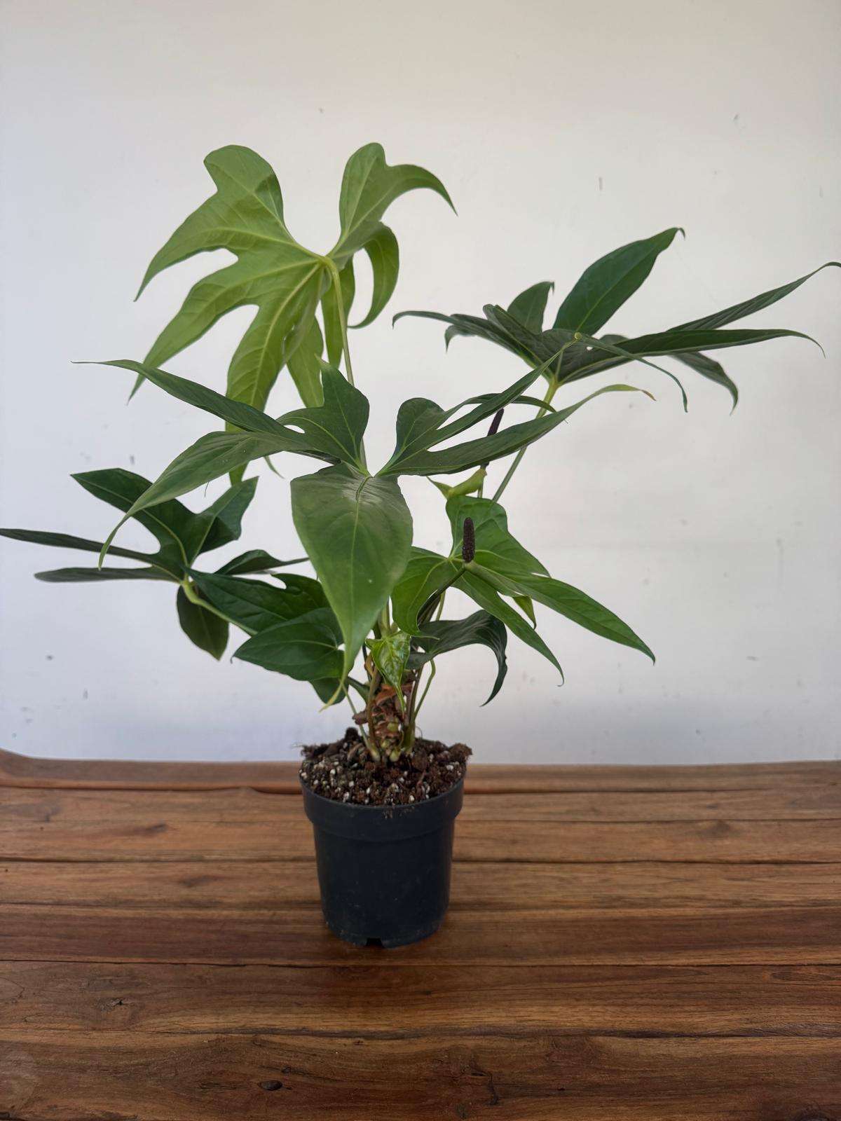 Anthurium Pedatoradiatum Wide Form - V.14 - Image 2
