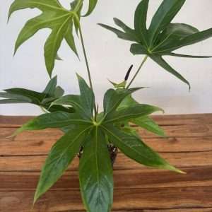 Anthurium Pedatoradiatum Wide Form - V.14