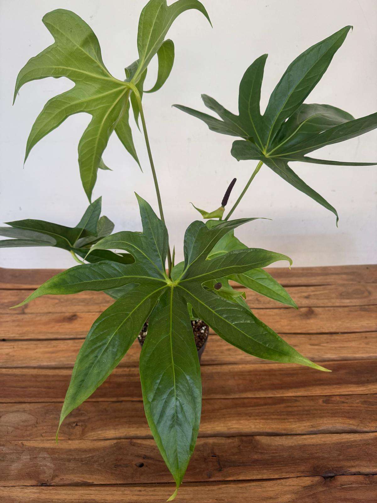 Anthurium Pedatoradiatum Wide Form - V.14