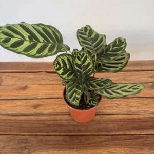 Calathea Makoyana - V.14