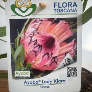 Protea Ayoba Lady Klara - V.17