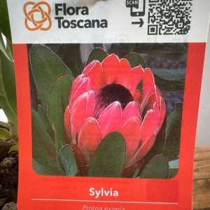 Protea Sylvia - V.17