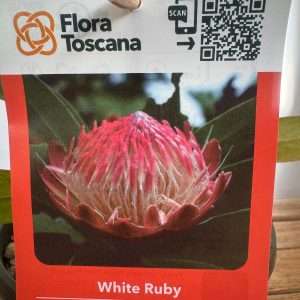 Protea White Ruby - V.17