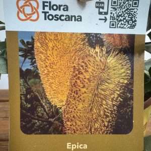 Banksia Epica - V.14