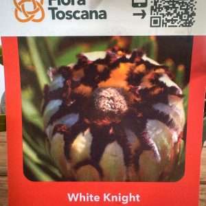 Protea White Knight - V.17