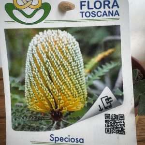 Banksia Speciosa - V.14