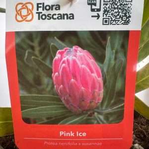 Protea Pink Ice - V.17