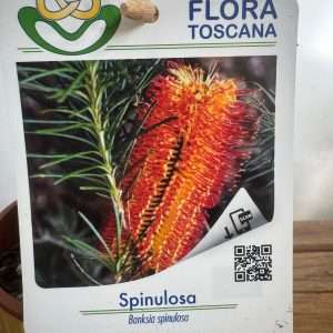 Banksia Spinulosa - V.14