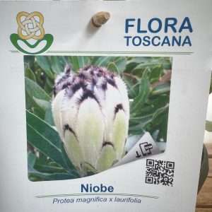 Protea Niobe - V.17