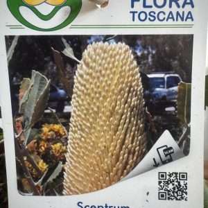 Banksia Sceptrum - V.14