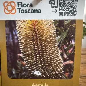 Banksia Aemula - V.14