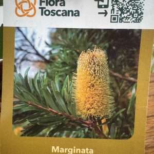 Banksia Marginata - V.14
