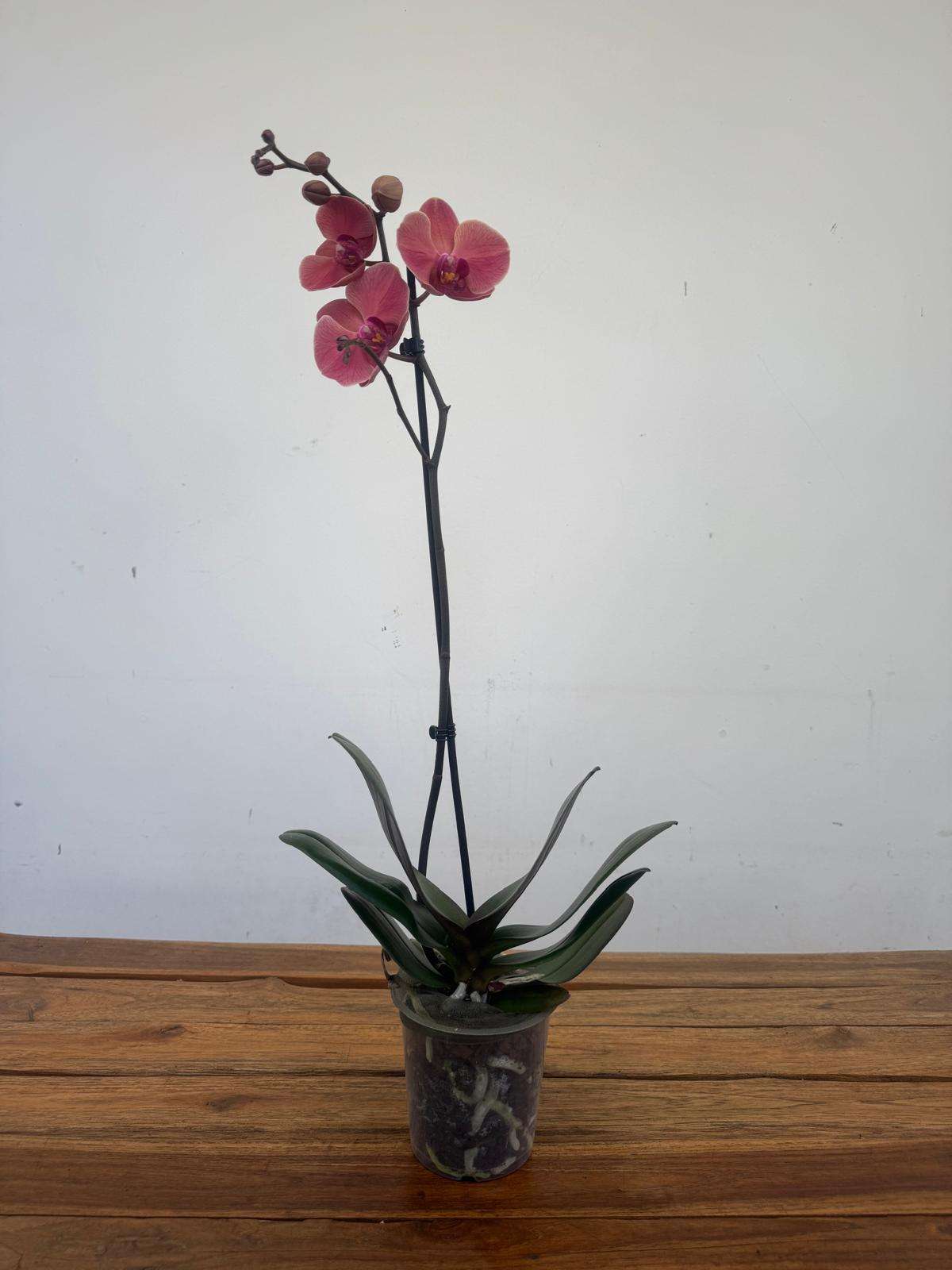 Phalaenopsis 1 Haste - V.12 - Image 2