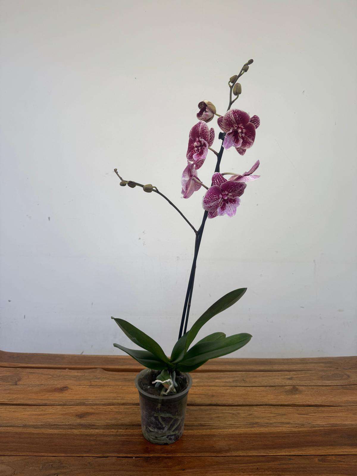 Phalaenopsis 1 Haste - V.12 - Image 2