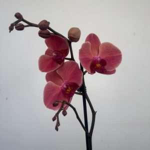 Phalaenopsis 1 Haste - V.12