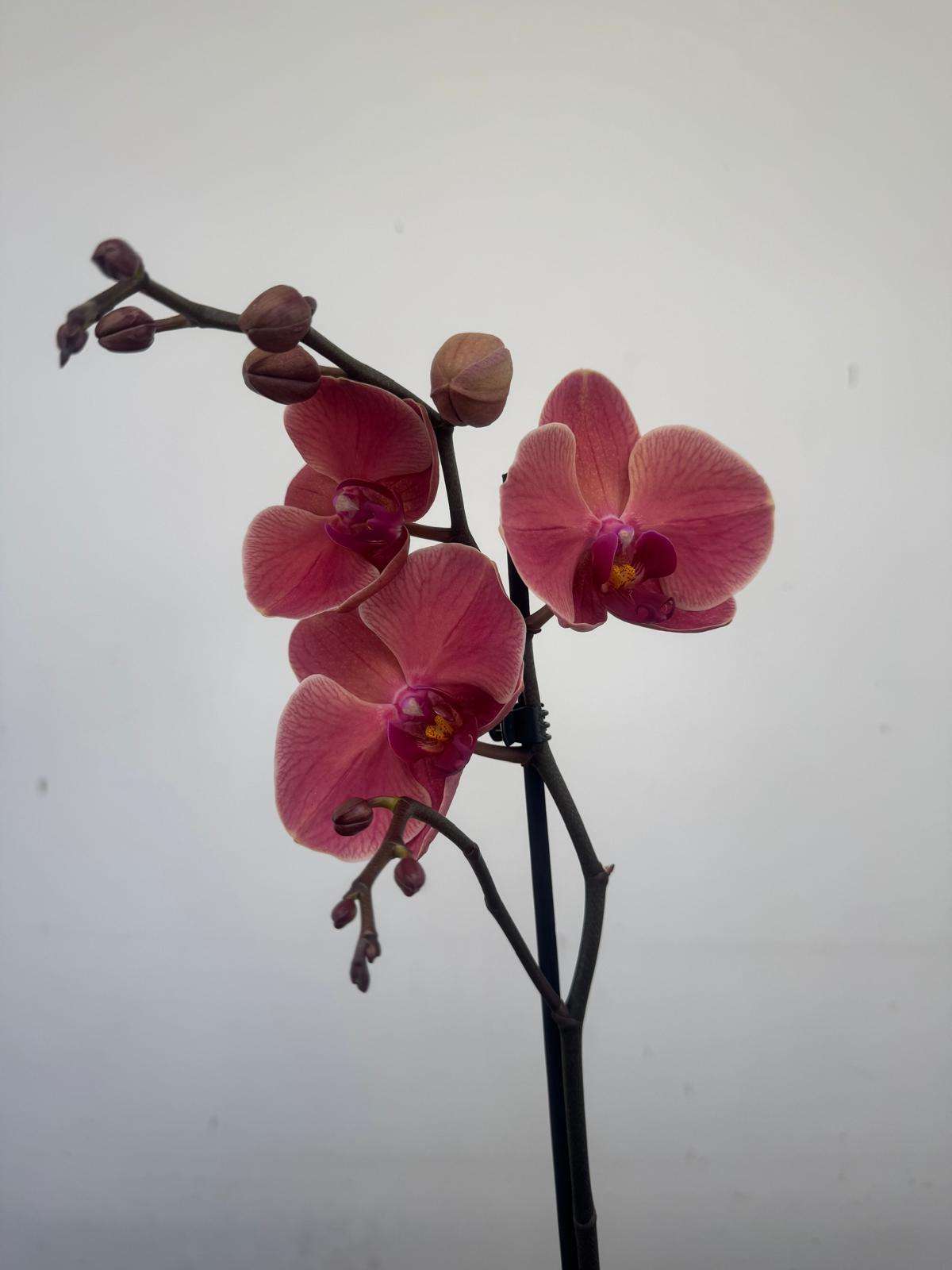 Phalaenopsis 1 Haste - V.12