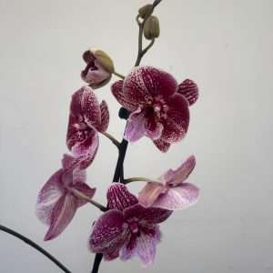 Phalaenopsis 1 Haste - V.12