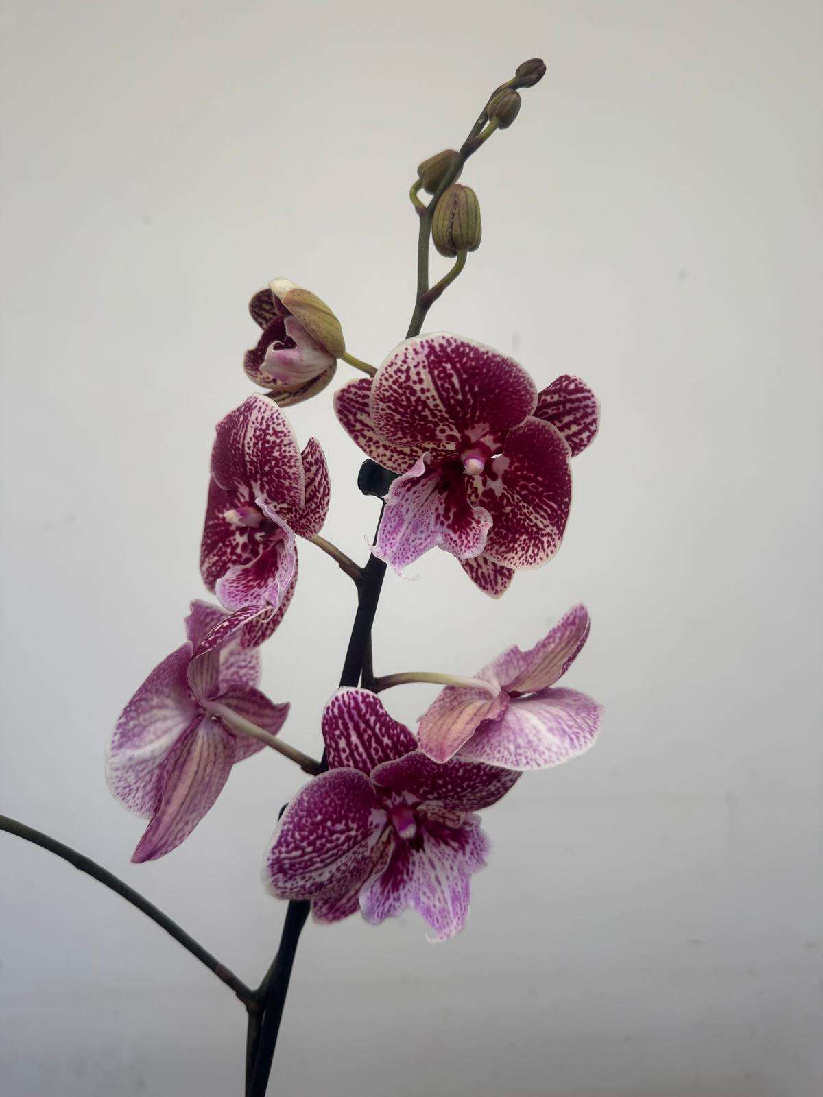 Phalaenopsis 1 Haste - V.12