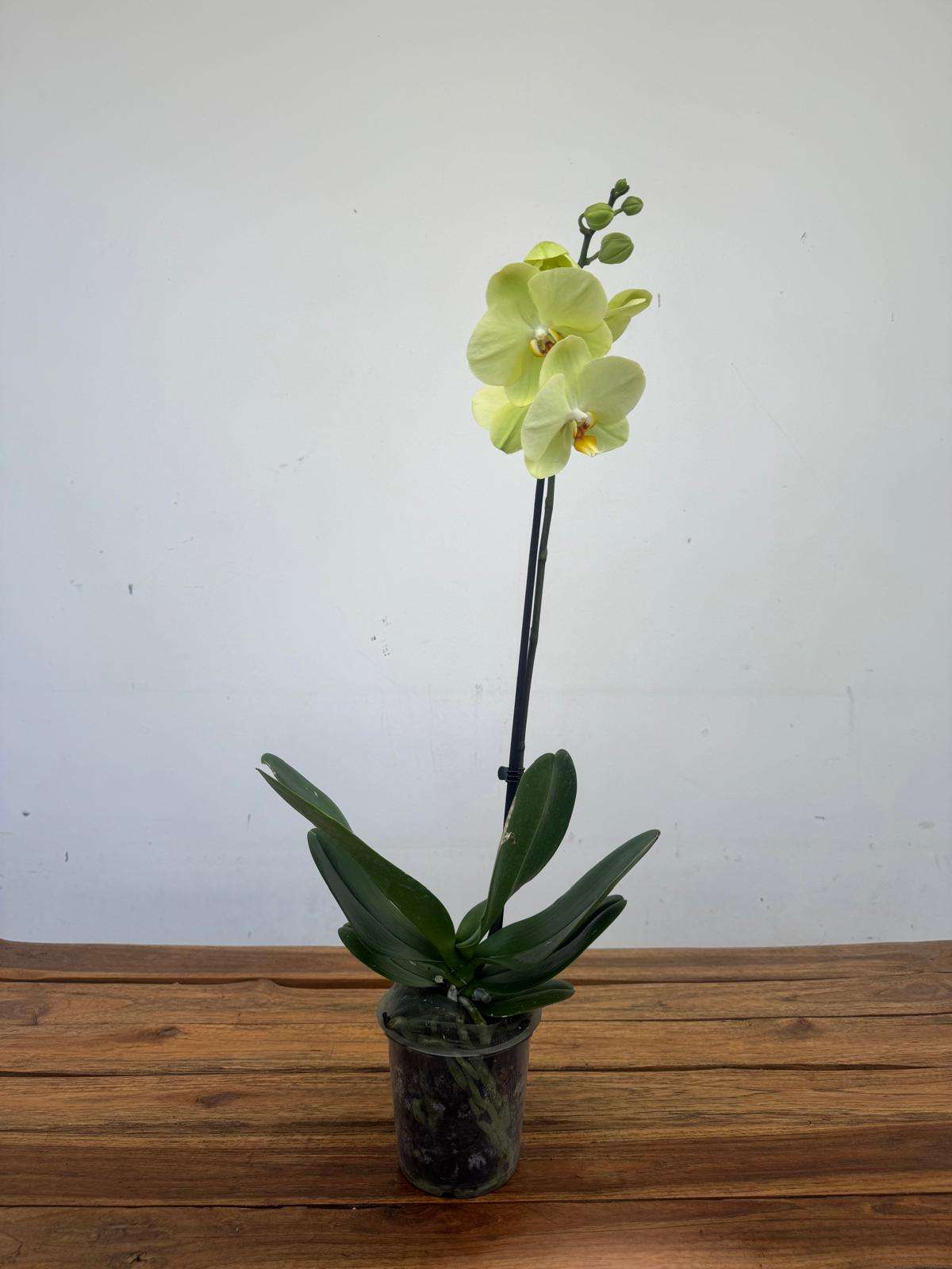 Phalaenopsis 1 Haste - V.12 - Image 2