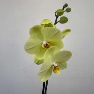 Phalaenopsis 1 Haste - V.12