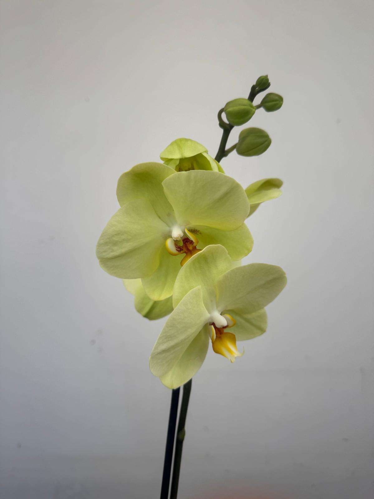 Phalaenopsis 1 Haste - V.12