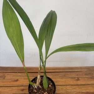 Coelogyne Burfordiense - Sem Flor