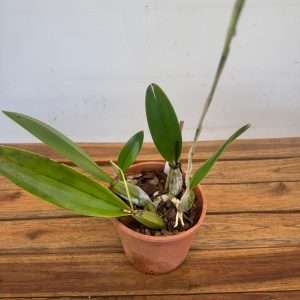Laelia Anceps - V.14