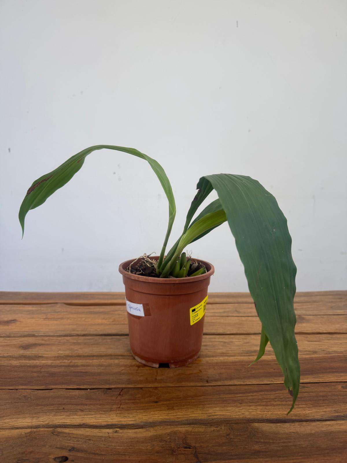 Coelogyne Speciosa 'Sem flor' - V.16 - Image 2