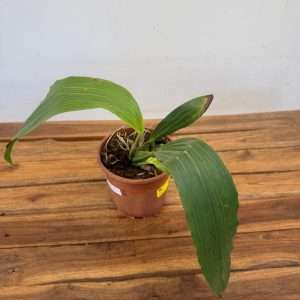 Coelogyne Speciosa 'Sem flor' - V.16