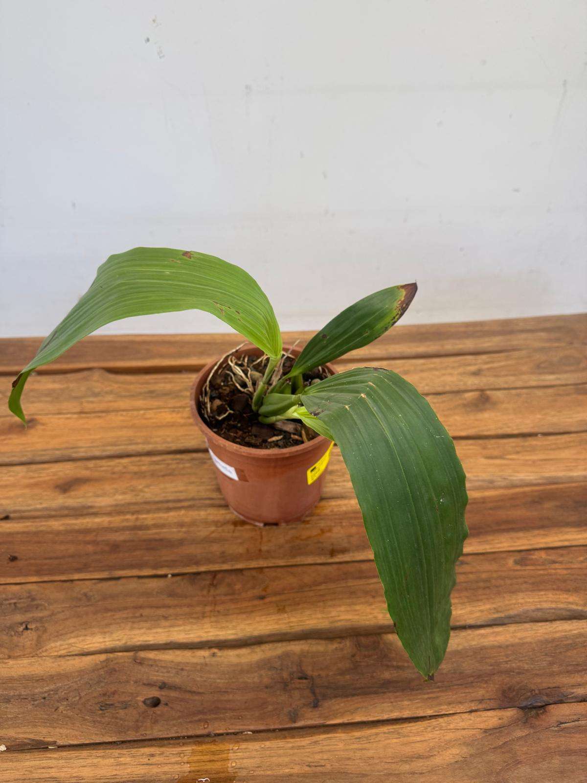 Coelogyne Speciosa 'Sem flor' - V.16