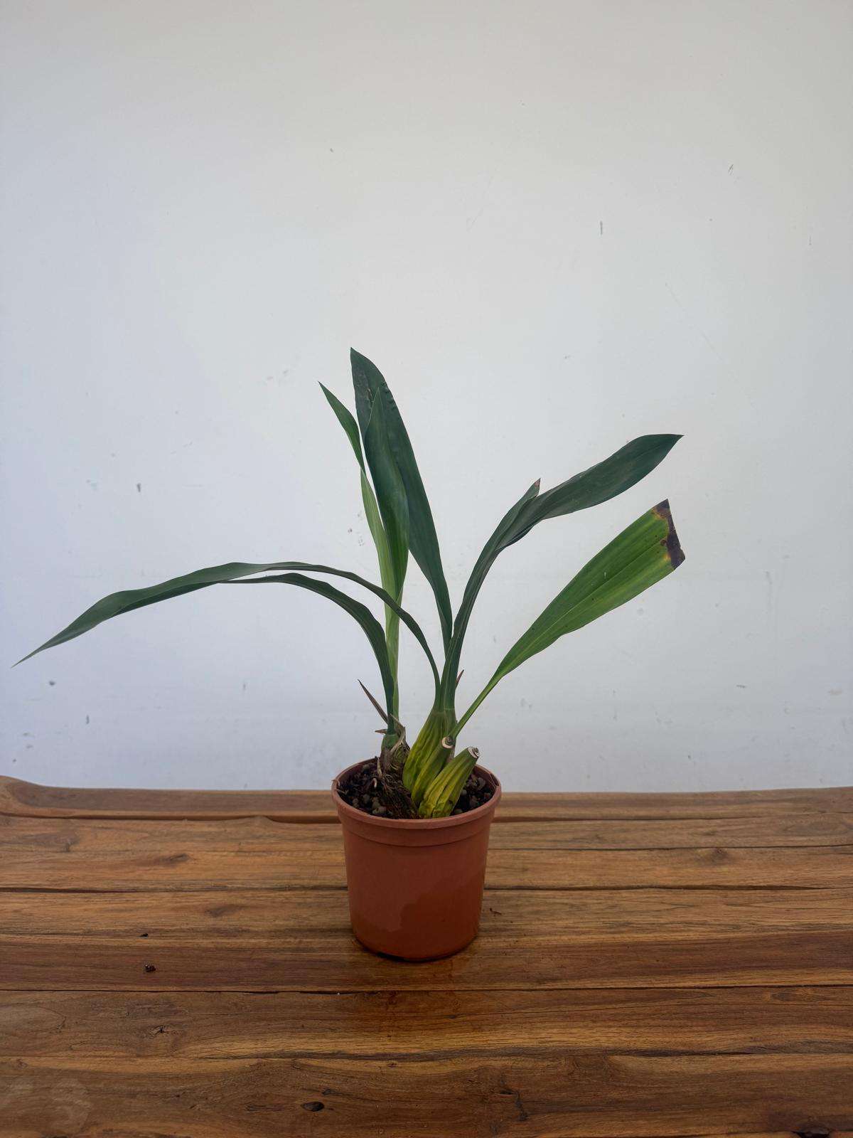 Coelogyne Moreana 'Sem flor' - V.14 - Image 2